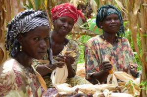 No Mali, mulheres participam do projeto Cotton-4, desenvolvido com apoio do PNUD Brasil. Foto: Ferdy Garcês/PNUD Brasil.