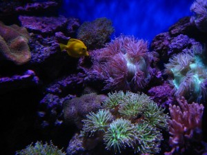 Os peixes se afastam dos recifes devido ao barulho externo. - Foto: Ctlhk2009/Flickr