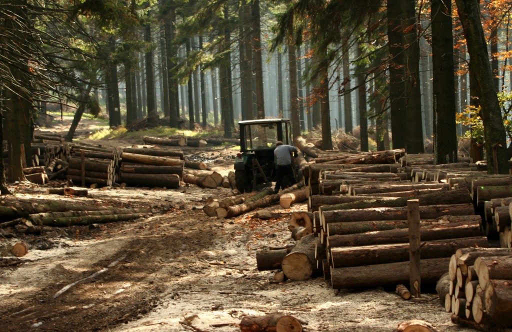 Segundo a FAO, a queda de desmatamentos amenizou o aumento de emissões registrado pela agricultura como um todo. Foto: Przykuta. Foto:  Wikimedia Commons/CC BY-SA 3.0