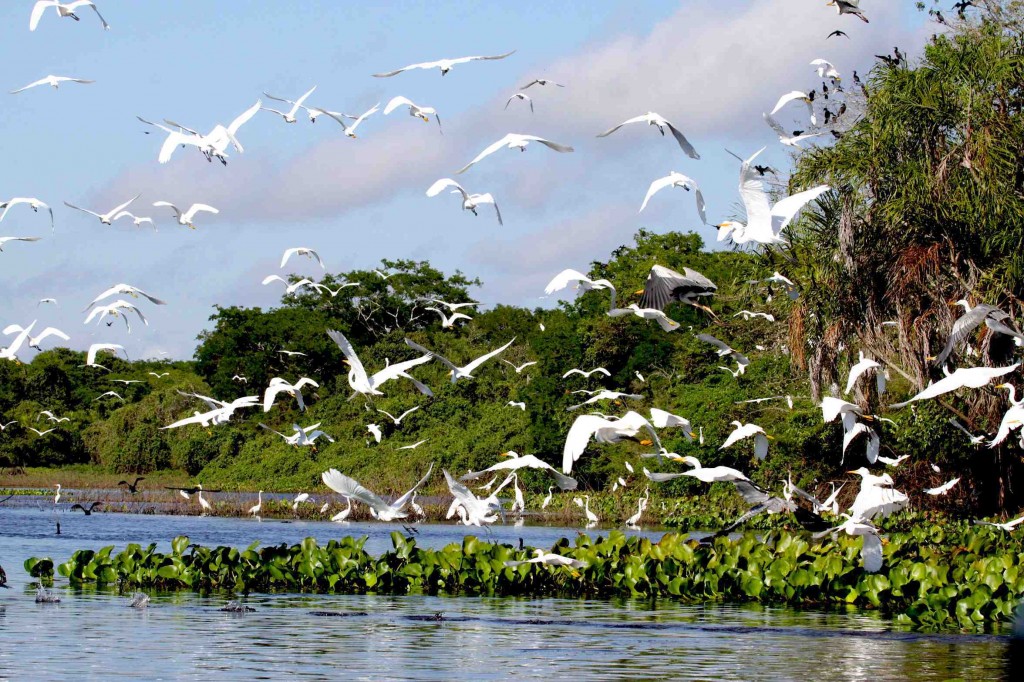 Foto: Douglas Trent/Projeto Bichos do Pantanal