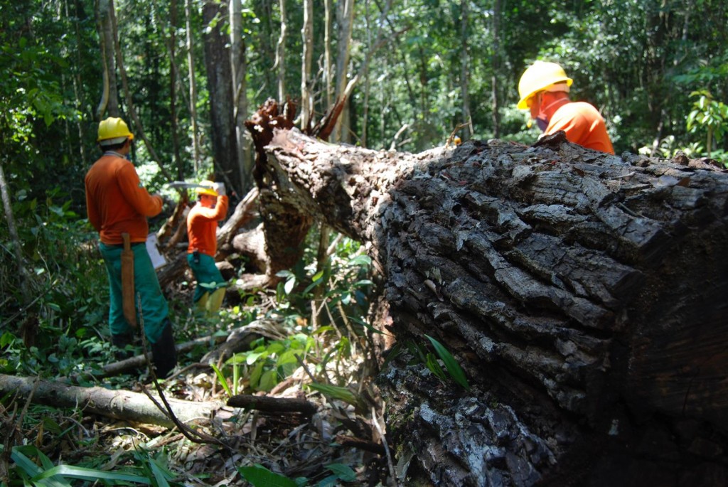 Comunitários capacitados pelo IIEB realizam manejo sustentável na floresta amazônica. Fotos: IEB/Belém