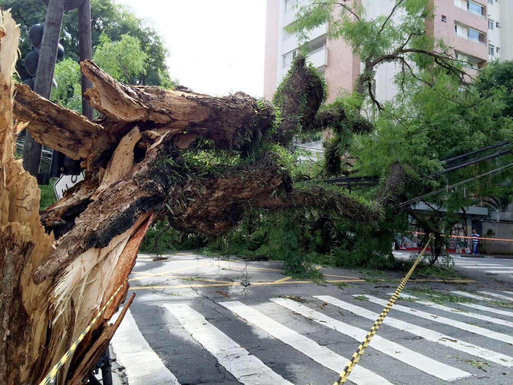 Chuva forte na madrugada de 29 de dezembro de 2014 derruba mais de 100 árvores em São Paulo. Foto: Robson Fernandjes / Fotos Públicas