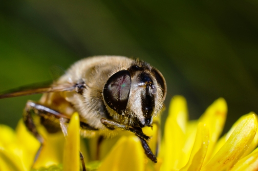 Dentre os animais, as abelhas são os principais polinizadores da flora do planeta. Elas respondem pela polinização de mais de 50% das plantas das florestas tropicais. Foto: Shutterstock