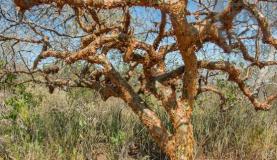 Árvore de umburana, planta da Caatinga que pode ser usada no combate ao mosquito Aedes aegypti. Foto: Divulgação/Embrapa
