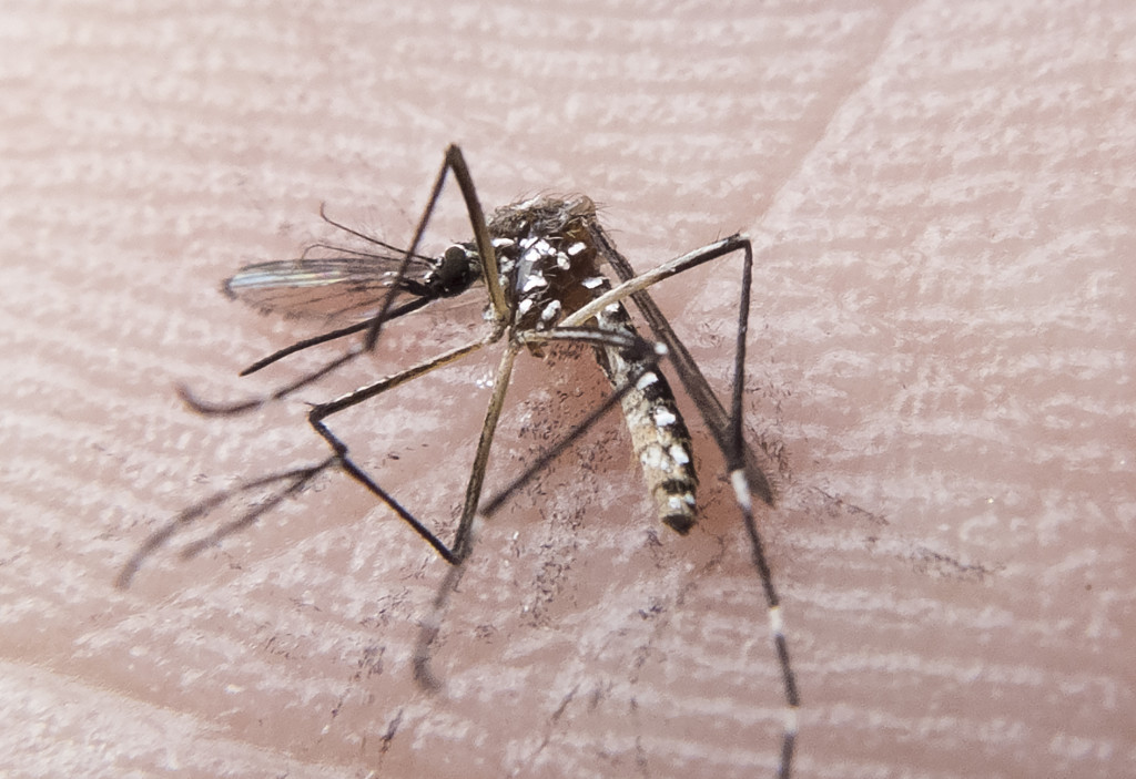 Mosquito Aedes aegypti está na mira de pesquisas que utilizam radiação para tornar insetos estéreis e controlar populações. Foto: FotosPúblicas / Rafael Neddermeyer