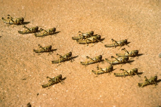 Gafanhotos do deserto jovens, sem asas. Foto: G. Tortoli/FAO