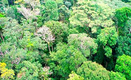 A Floresta Amazônica brasileira contará com mais 2,83 milhões de hectares em regime de conservação. Foto: Arquivo MMA