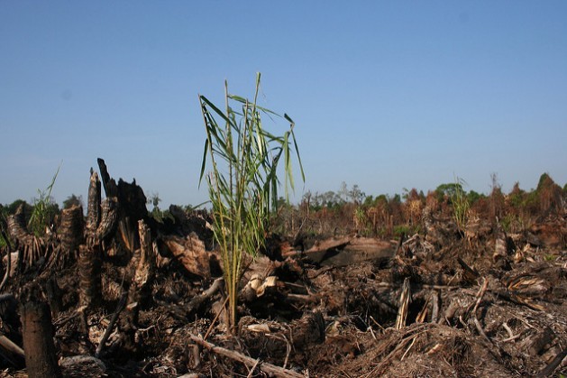 Uma palmeira em uma área de carvão fóssil queimada na Indonésia. Na agenda da UICN há moções que incluem mitigar seu impacto na biodiversidade. Foto: Cortesia de Wetlands International