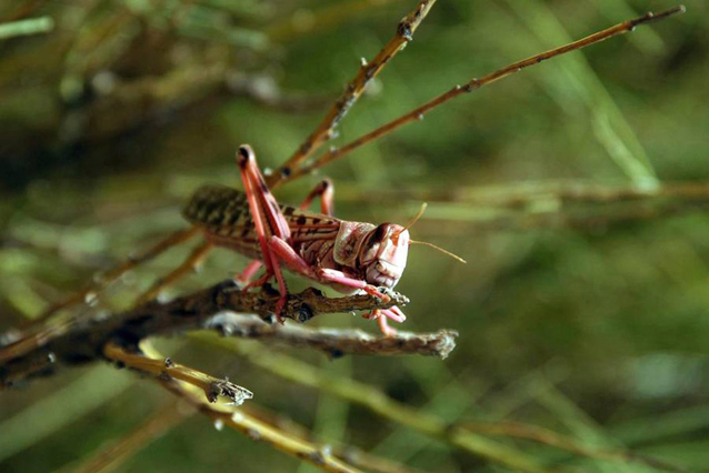 Os gafanhotos podem devastar cultivos e pastagens. Foto: Giampiero Diana/FAO