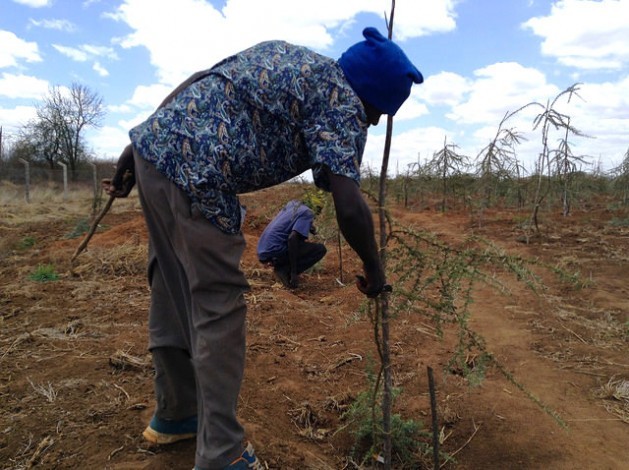 Técnico do Instituto de Pesquisa Florestal do Quênia poda uma acácia no terreno seco do sítio de testes localizado em Tivu, no condado de Kitui. Foto: Justus Wanzala/IPS