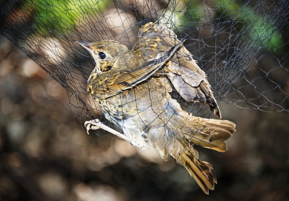 Em dez anos, estima-se que quase seis milhões de pássaros foram comercializados ilegalmente no país. Foto: Shutterstock