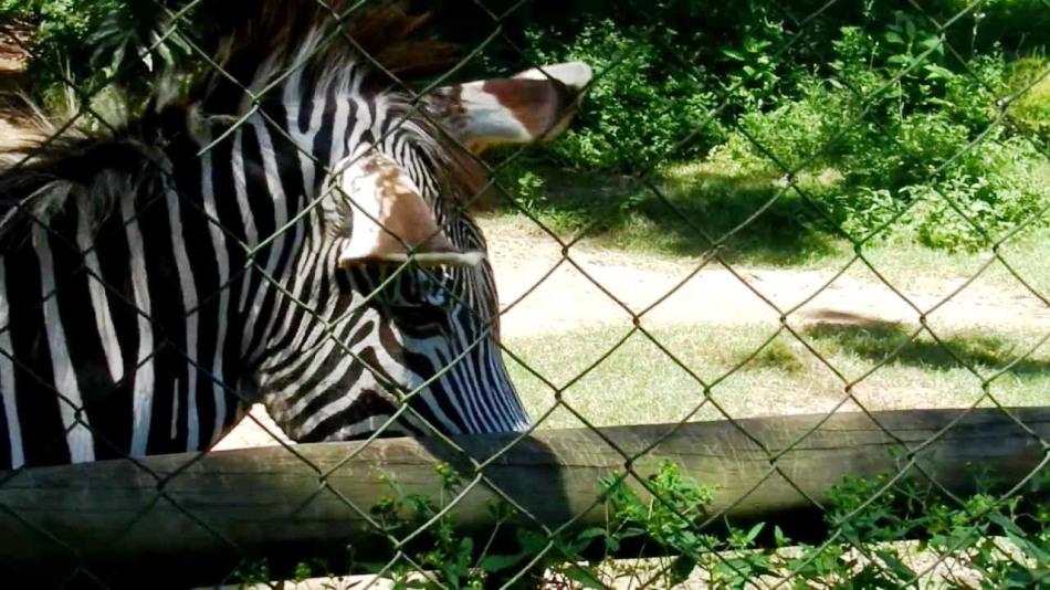 Zebra em zoológico de São Paulo. Foto: Reprodução/ Youtube