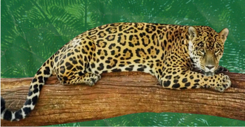 Mata Atlântica na COP30: Um alerta pelo futuro climático do Brasil