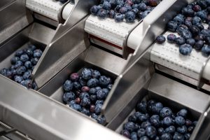 Soluções para linhas de alimentos TOMRA melhora a produção de Mirtilos Logofruits