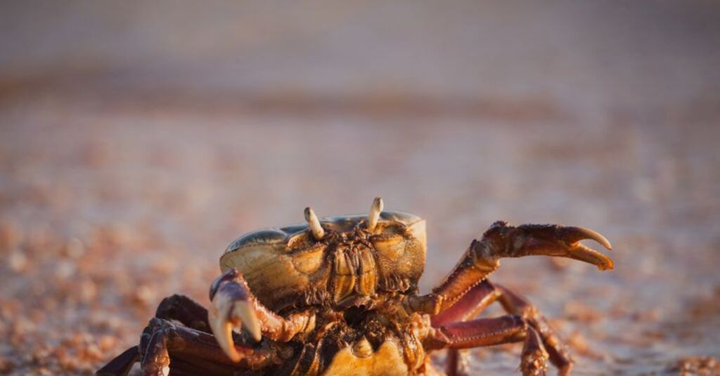 Comunidades extrativistas de manguezais serão aouvidas na COP 30