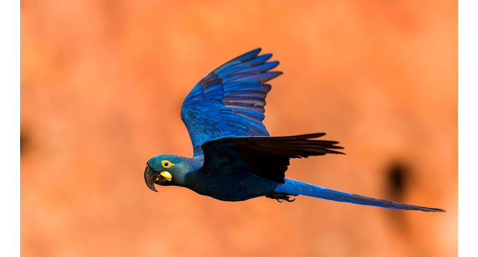 Arara-azul-de-lear é devolvida ao Brasil