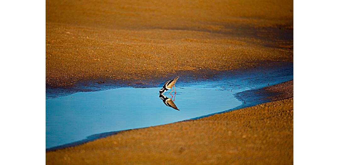 Fotógrafo de São José lança livro sobre aves do Brasil