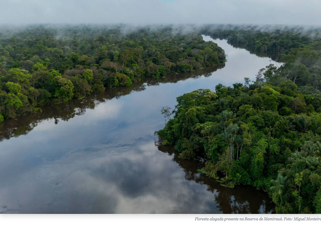 Florestas alagadas da Amazônia começam a sofrer com grandes incêndios, mostra estudo