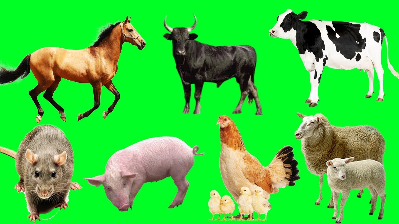 O culto aos predadores!