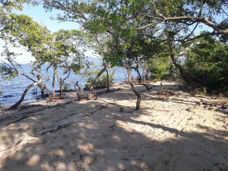 Vozes dos Biomas: o papel estratégico dos manguezais das restingas no ecossistema costeiro, por Débora Ortiz Lugli-Bernardes