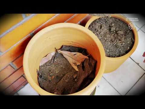 ODS17 – Parcerias e Meios de Implementação – Ricardo Young