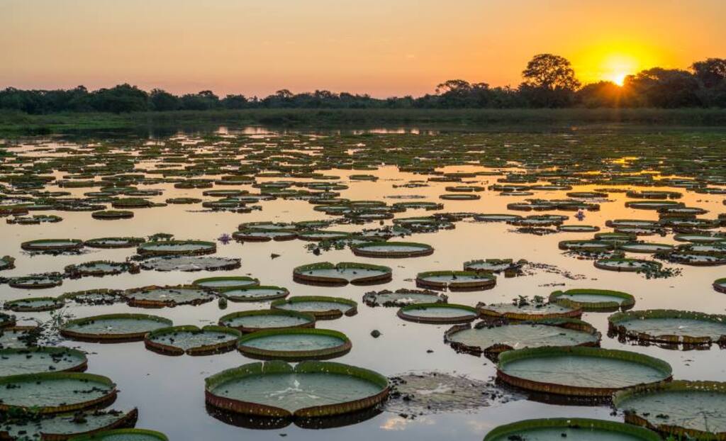Pantanal tem redução de 75% na frequência anual de áreas alagadas