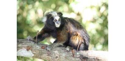 Primata endêmico é observado no Vale do Paraíba