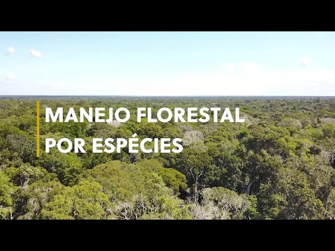 Manejo florestal por espécies na Amazônia é mais rentável e sustentável