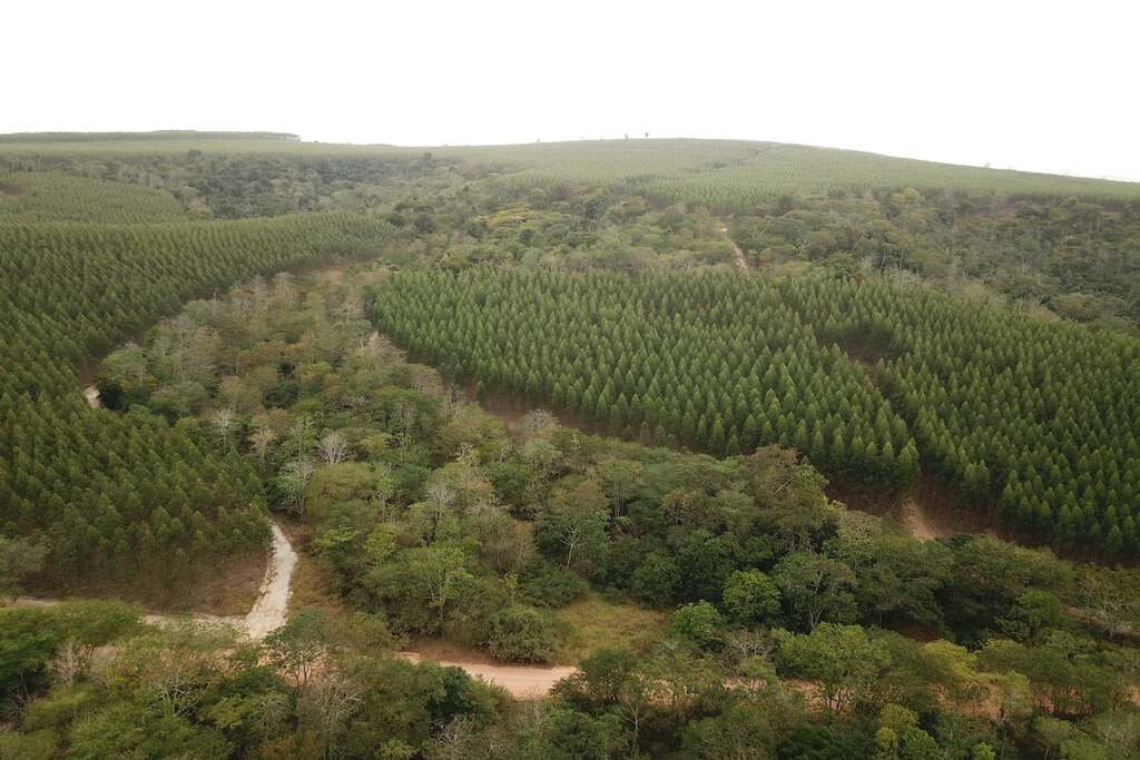 Atuação colaborativa e restauração: Suzano apresenta resultados na COP30