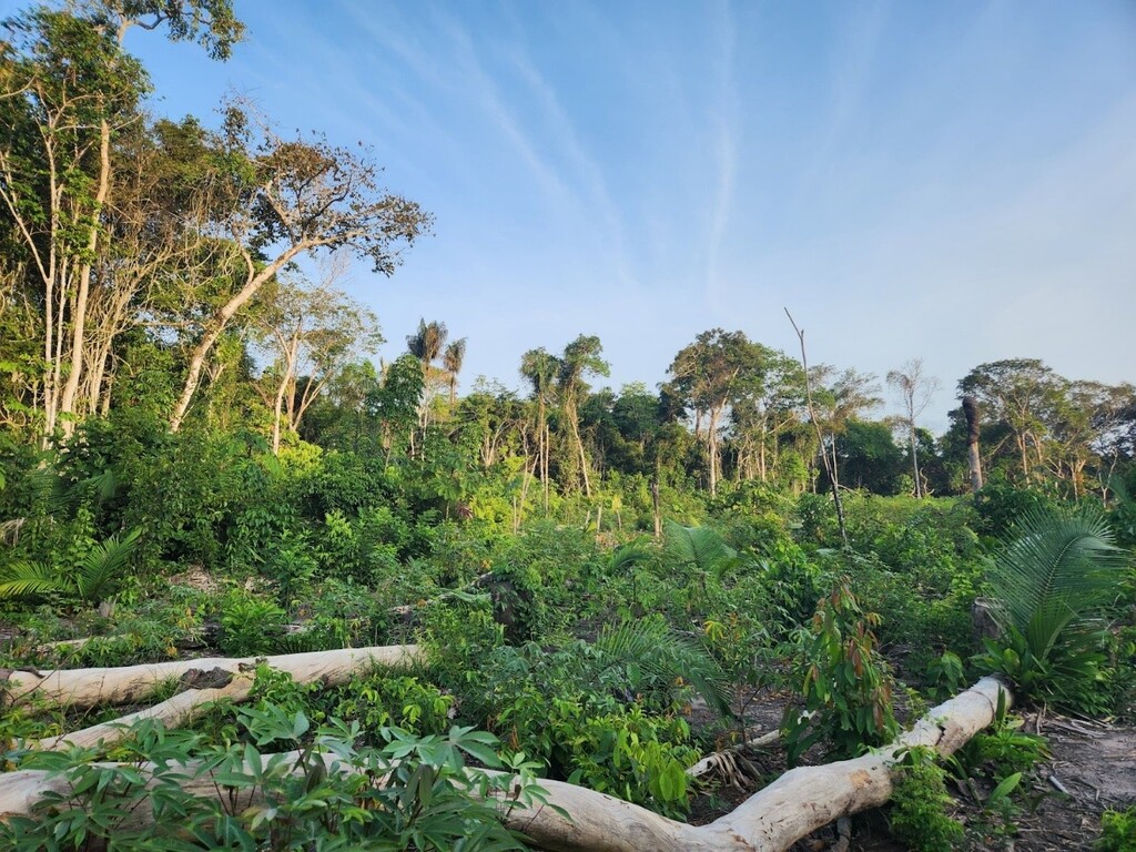 Brasil reduz desmatamento. Agora o desafio é fazer a floresta renascer.