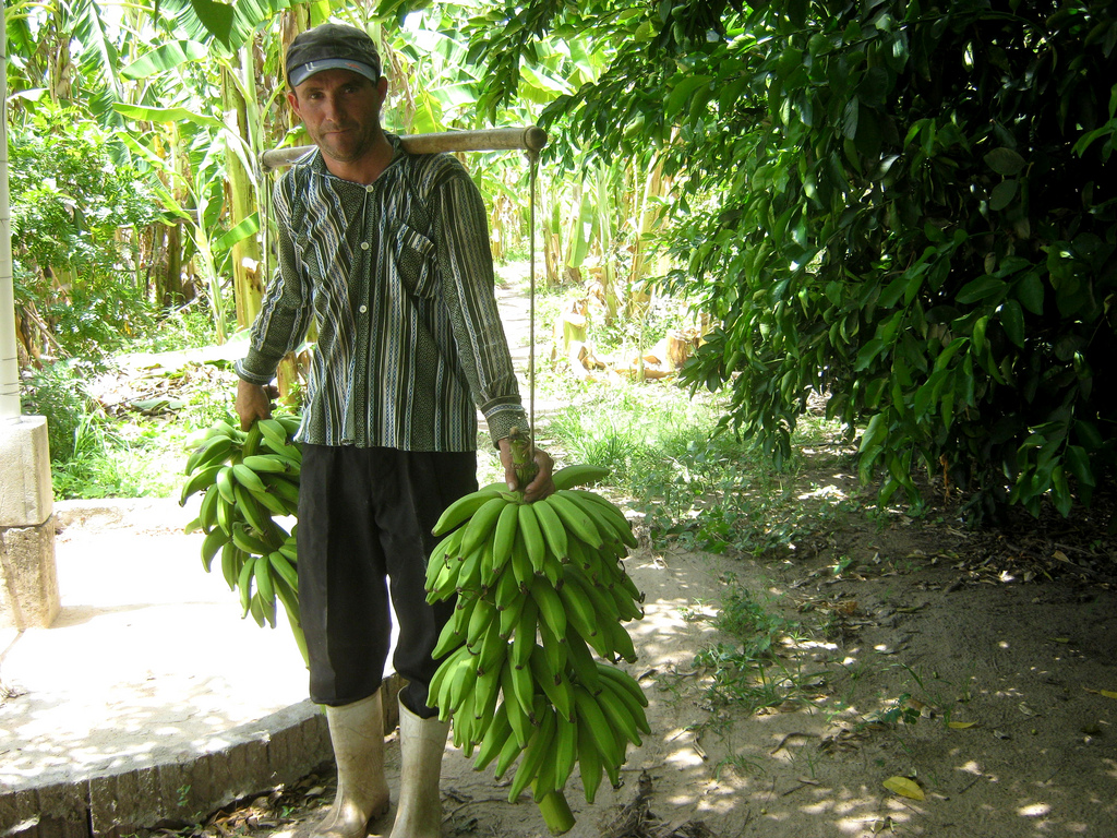 Colheita de banana orgânica. Foto: organicosdopivas/Creative Commons