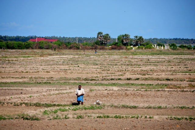 Um homem parado em meio ao arrozal queimado no distrito de Kilinochchi, no Sri Lanka. A previsão é de que a colheita de arroz deste país sofra perda histórica de 17%, em relação aos quatro milhões de toneladas registradas em 2013. Foto: Amantha Perera/IPS