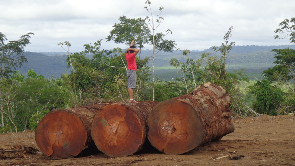 Grilagem e desmatamento contam a história do Jari - Agência Envolverde