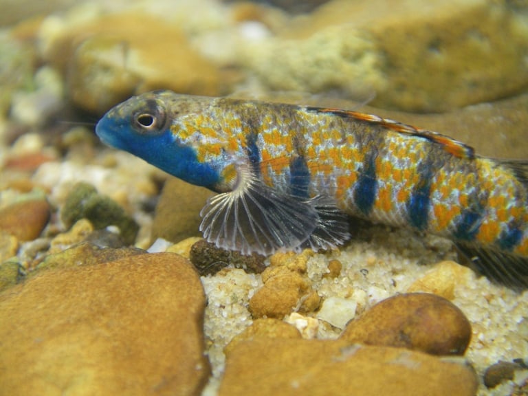 Bluemask Darter (Etheostoma akatulo) uma espécie rara de peixe, listada como em perigo e restrita ao Caney Fork River ecossistema de Cumberland River, Tennessee. Foto:  John (Bo) Baxter